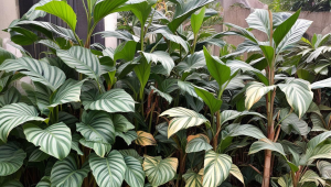 小茶叶有大智慧吗
